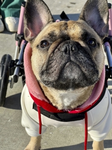 Stella, a paralyzed French Bulldog rescued by CFBR and fostered by R. Tamara de Silva of De Silva Law Offices