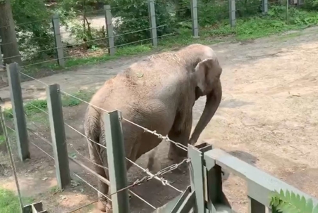 Happy, an Asian elephant, stands alone in a fenced dirt enclosure at the Bronx Zoo, her head lowered behind wire and metal barriers.