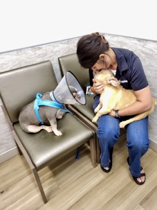 Chicago French Bulldog Rescue: two rescue dogs at a vet visit, one in a recovery cone, the other held by a vet technician