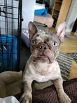 Tulip, a five-year-old gray French Bulldog with thyroid cancer, whose surgery was cancelled by the board of Chicago French Bulldog Rescue the night before the operation